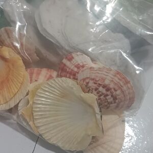 Mixed Natural Seashells - Assorted Scallop Shells